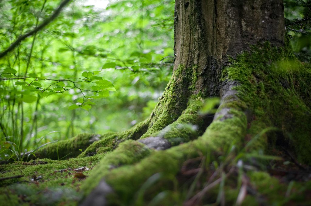 Ativação 7 Chakras Close-up of a moss-covered tree trunk in a vibrant green forest, showcasing natural beauty.